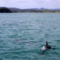 Un dauphin à la surface de la mer